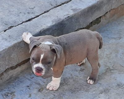AMERICAN-BULLY-DOG-AND-PUPPY-DEAL-DOGSHUB-JAIPUR-5