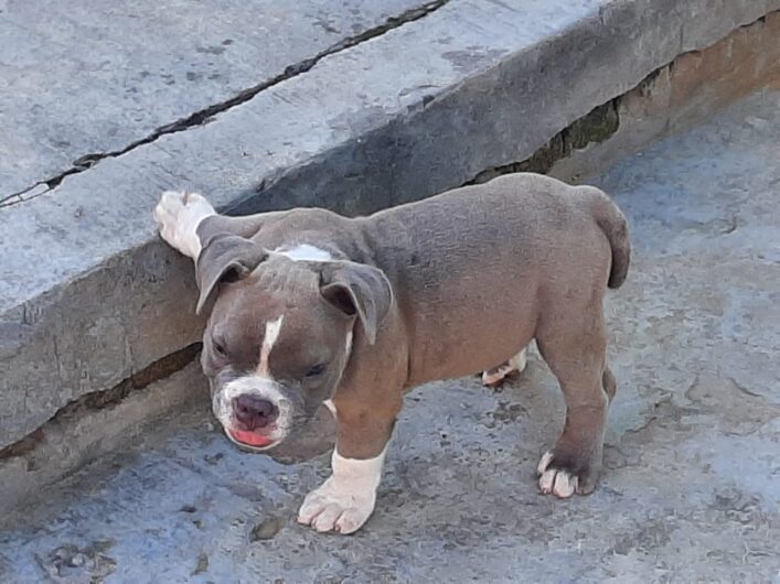 AMERICAN BULLY PUPPY ADOPTION GOOD HOME IN JAIPUR RAJASTHAN