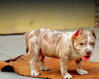 AMERICAN-BULLY-MALE-AND-FEMALE-PUPPIES-SALE-JAIPUR-