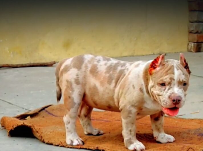 AMERICAN BULLY MALE AND FEMALE PUPPIES SALE JAIPUR RAJASTHAN