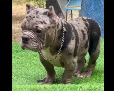 AMERICAN-BULLY-QUALITY-PUPPIES-SALE-DOGSHUB-INDIA-