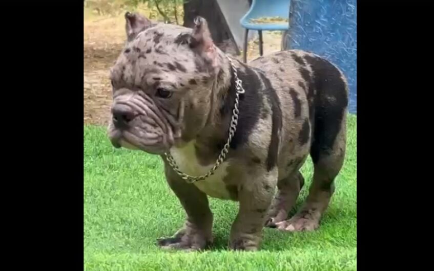 AMERICAN BULLY QUALITY PUPPIES SALE DOGSHUB INDIA