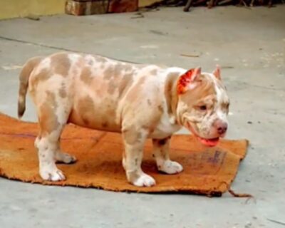 AMERICAN-BULLY-SHOW-QUALITY-PUPPIES-SALE-JAIPUR-RAJASTHAN-INDIA