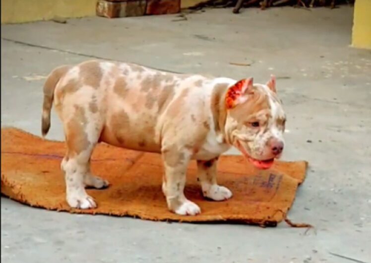 AMERICAN BULLY SHOW QUALITY PUPPIES SALE JAIPUR RAJASTHAN INDIA