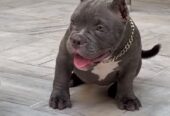 AMERICAN BULLY SUPER QUALITY MALE & FEMALE DOG SALE DOGSHUB JAIPUR