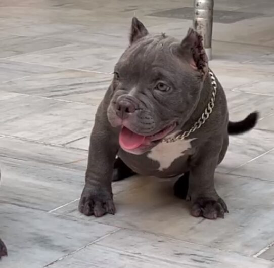 AMERICAN BULLY SUPER QUALITY MALE & FEMALE DOG SALE DOGSHUB JAIPUR