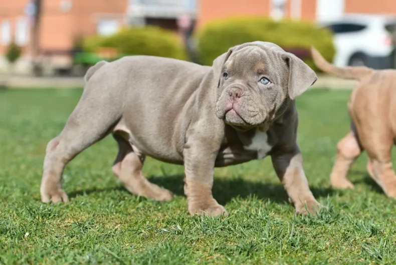 AMERICAN BULLY MALE AND FEMALE PUPPY SALE ADOPTION UDIAPUR RAJASTHAN INDIA