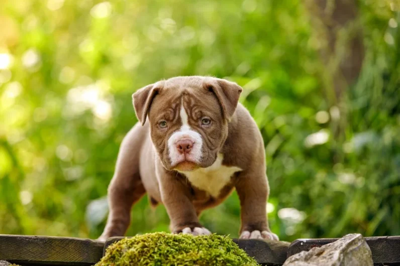 American Bully Male and Female Puppy Sale in Jaipur Rajasthan India