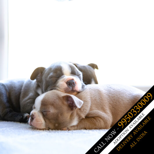 AMERICAN BULLY SALE AND BUY IN INDIA BEST PRICE DOGSHUB JAIPUR