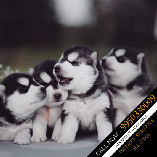 SIBERIAN HUSKY BEST PRICE AND BEST QUALITY IN INDIA NEAR YOU