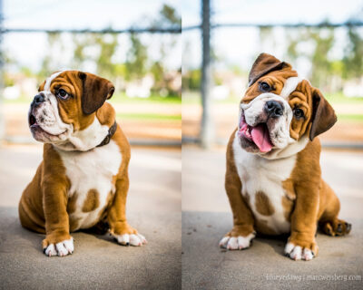 ENGLISH-BULLDOG-ACTIVE-AND-HEALTHY-PUPPIES-SALE-DOGSHUB-INDIA-JAIPUR