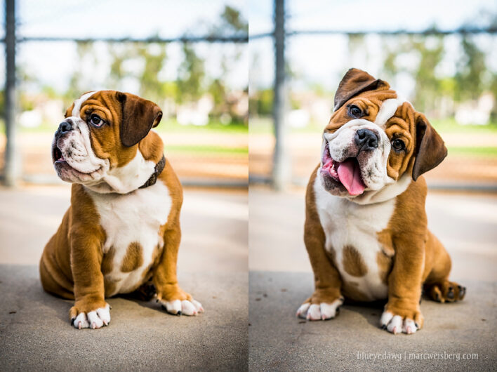 ENGLISH BULLDOG ACTIVE AND HEALTHY PUPPIES SALE DOGSHUB INDIA JAIPUR