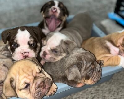 ENGLISH-BULLDOG-ALL-COLOR-AND-SIZE-AVAILABLE-IN-DOGSHUB-JAIPUR-RAJASTHAN