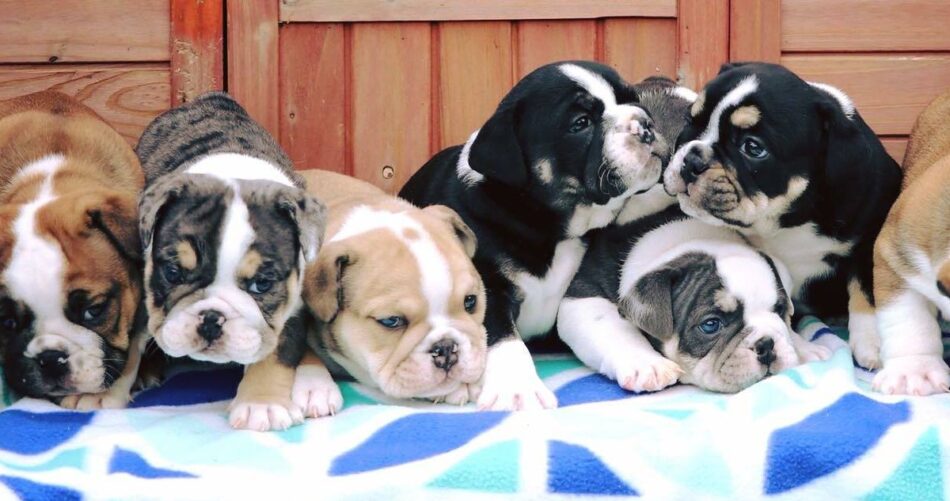 ENGLISH BULLDOG MALE FEMALE SALE PUNJAB DELHI MUMBAI GUJARAT