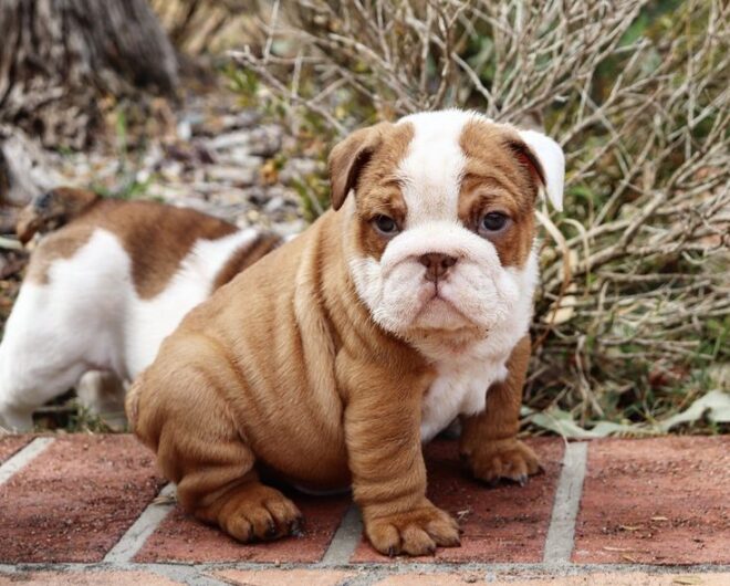 ENGLISH BULLDOG BEST PRICE AND BEST QUALITY IN INDIA NEAR YOU