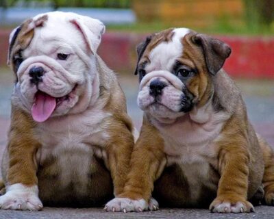 ENGLISH-BULLDOG-BEST-PRICE-IN-INDIA-DEAL-DOGSHUB