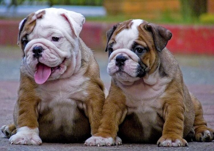 ENGLISH BULLDOG BUY IN INDIA BEST PRICE DOGSHUB JAIPUR