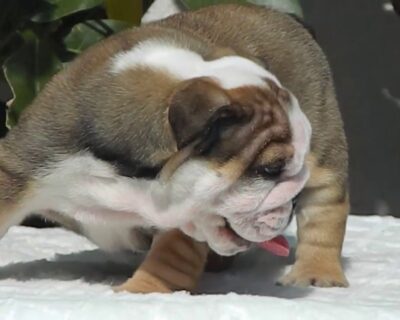 ENGLISH-BULLDOG-BUY-BEST-PRICE-IN-DOGSHUB-INDIA-JAIPUR-RAJASTHAN