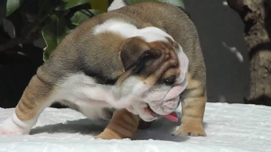 ENGLISH BULLDOG DOG BREED PRICE & CARE l DOGSHUB PET SHOP