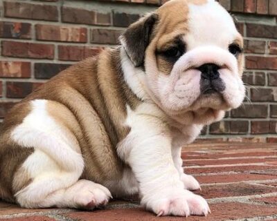 ENGLISH-BULLDOG-BUY-IN-INDIA-BEST-PRICE-DOGSHUB-JAIPUR