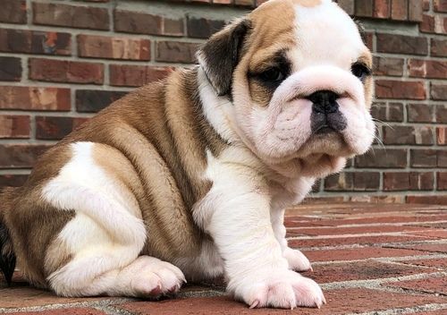 ENGLISH BULLDOG BEST PRICE IN INDIA DEAL DOGSHUB