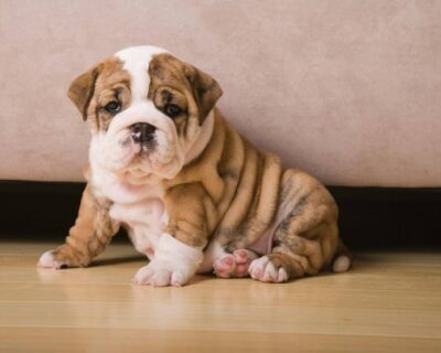 ENGLISH-BULLDOG-DOG-AND-PUPPY-DEAL-DOGSHUB-RAJASTHAN-JAIPUR-1