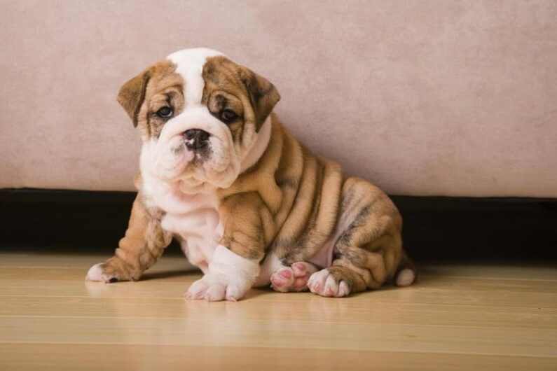 ENGLISH BULLDOG BUY BEST PRICE IN DOGSHUB INDIA JAIPUR RAJASTHAN