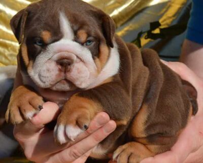 ENGLISH-BULLDOG-DOG-BREED-PRICE-CARE-l-DOGSHUB-PET-SHOP