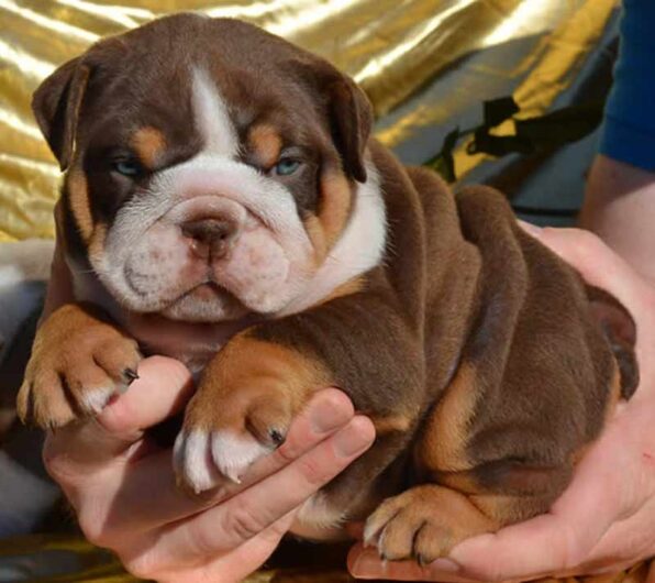 ENGLISH BULLDOG PUPPIES FOR SALE IN INDIA AT BEST PRICES