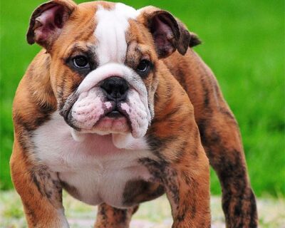 ENGLISH-BULLDOG-GREAY-COLOR-AND-BLACK-COLOR-PUPPIES-SALE-DOGSHUB-JAIPUR