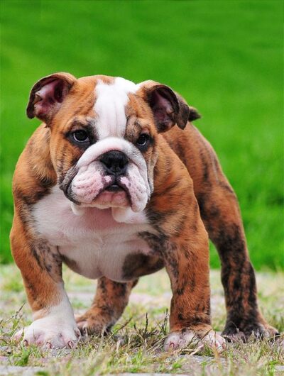 ENGLISH BULLDOG GREAY COLOR AND BLACK COLOR PUPPIES SALE DOGSHUB JAIPUR