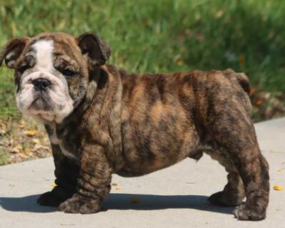 ENGLISH-BULLDOG-HELATHY-PUPPY-DEAL-DOGSHUB-INDIA-JAIPUR-RAJASTHAN