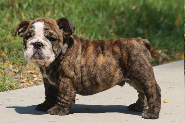 ENGLISH BULLDOG HELATHY PUPPY DEAL DOGSHUB INDIA JAIPUR RAJASTHAN