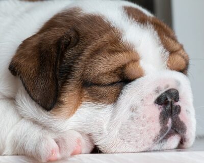 ENGLISH-BULLDOG-MALE-AND-FEMALE-PUPPIES-SALE-JAIPUR-RAJASTHAN