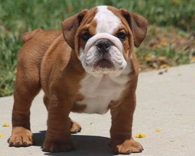 ENGLISH-BULLDOG-MALE-SUPER-QUALITY-PUPPY-SALE-KOTA-RAJASTHA-INDIA