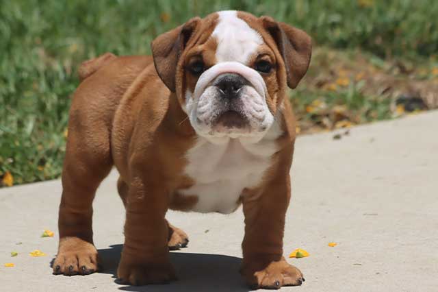 ENGLISH BULLDOG MALE SUPER QUALITY PUPPY SALE KOTA RAJASTHA INDIA