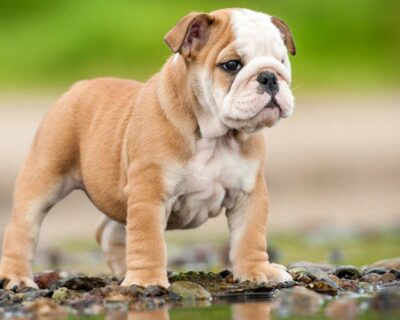 ENGLISH-BULLDOG-MICRO-SIZE-PUPPIES-SALE-IN-UDIAPUR-RAJASTHAN