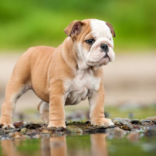 ENGLISH BULLDOG MICRO SIZE PUPPIES SALE IN UDIAPUR RAJASTHAN