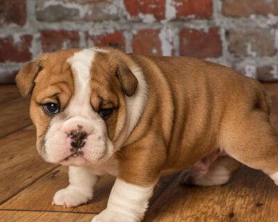 ENGLISH-BULLDOG-NON-WORKING-BREED-PUPPY-SALE-DOGSHUB-INDIA