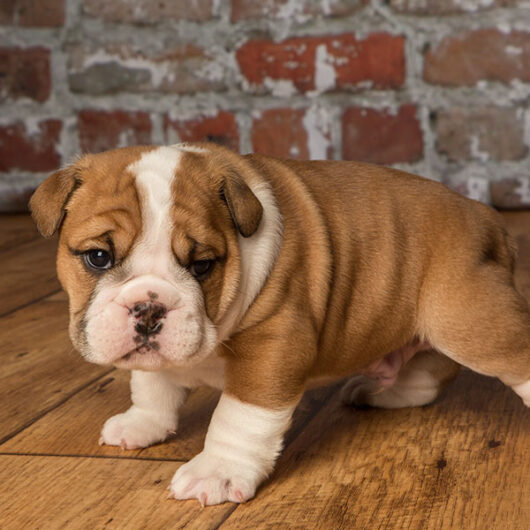 ENGLISH BULLDOG NON WORKING BREED PUPPY SALE DOGSHUB INDIA