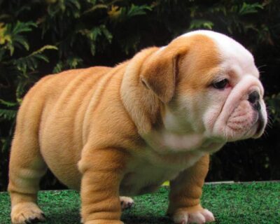 ENGLISH-BULLDOG-PUPPIES-AVAILABLE-FOR-SALE-IN-JAIPUR-RAJASTHAN-INDIA