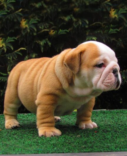 ENGLISH BULLDOG PUPPIES AVAILABLE FOR SALE IN JAIPUR RAJASTHAN INDIA