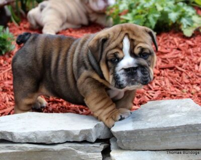 ENGLISH-BULLDOG-PUPPIES-FOR-SALE-IN-INDIA-AT-BEST-PRICES