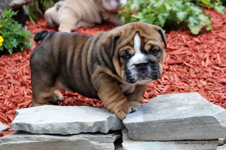 ENGLISH BULLDOG PUPPIES GOOD QUALITY SALE IN BASWARA RAJASTHAN