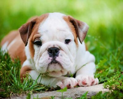 ENGLISH-BULLDOG-PUPPIES-SALE-IN-JAIPUR-RAJASTHAN-INDIA