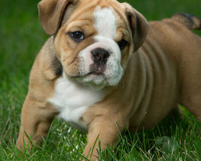 ENGLISH-BULLDOG-PUPPY-FOR-SALE-PET-SHOP-FOR-DOG-IN-JAIPUR-RAJASTHAN