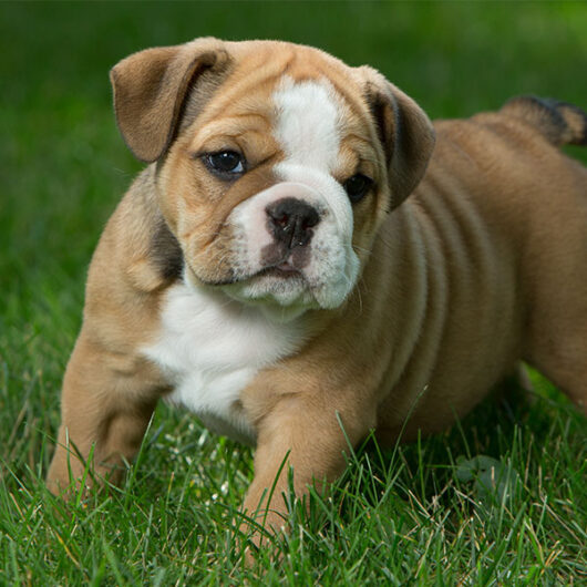 ENGLISH BULLDOG PUPPY FOR SALE PET SHOP FOR DOG IN JAIPUR RAJASTHAN