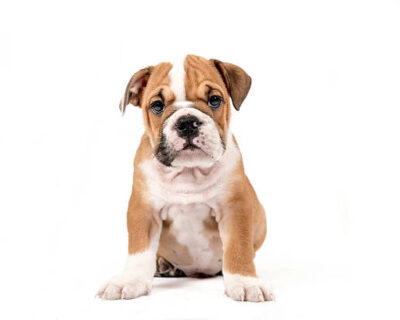 ENGLISH-BULLDOG-PUPPY-SALE-BIKANER-DOGSHUB-INDIA