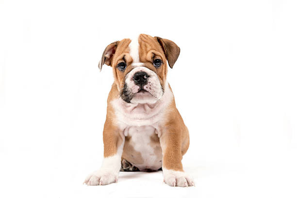 ENGLISH BULLDOG PUPPY SALE BIKANER DOGSHUB INDIA