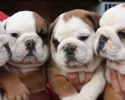 ENGLISH-BULLDOG-STANDERD-SIZE-PUPPY-SALE-JAIPUR-DOGSHUB